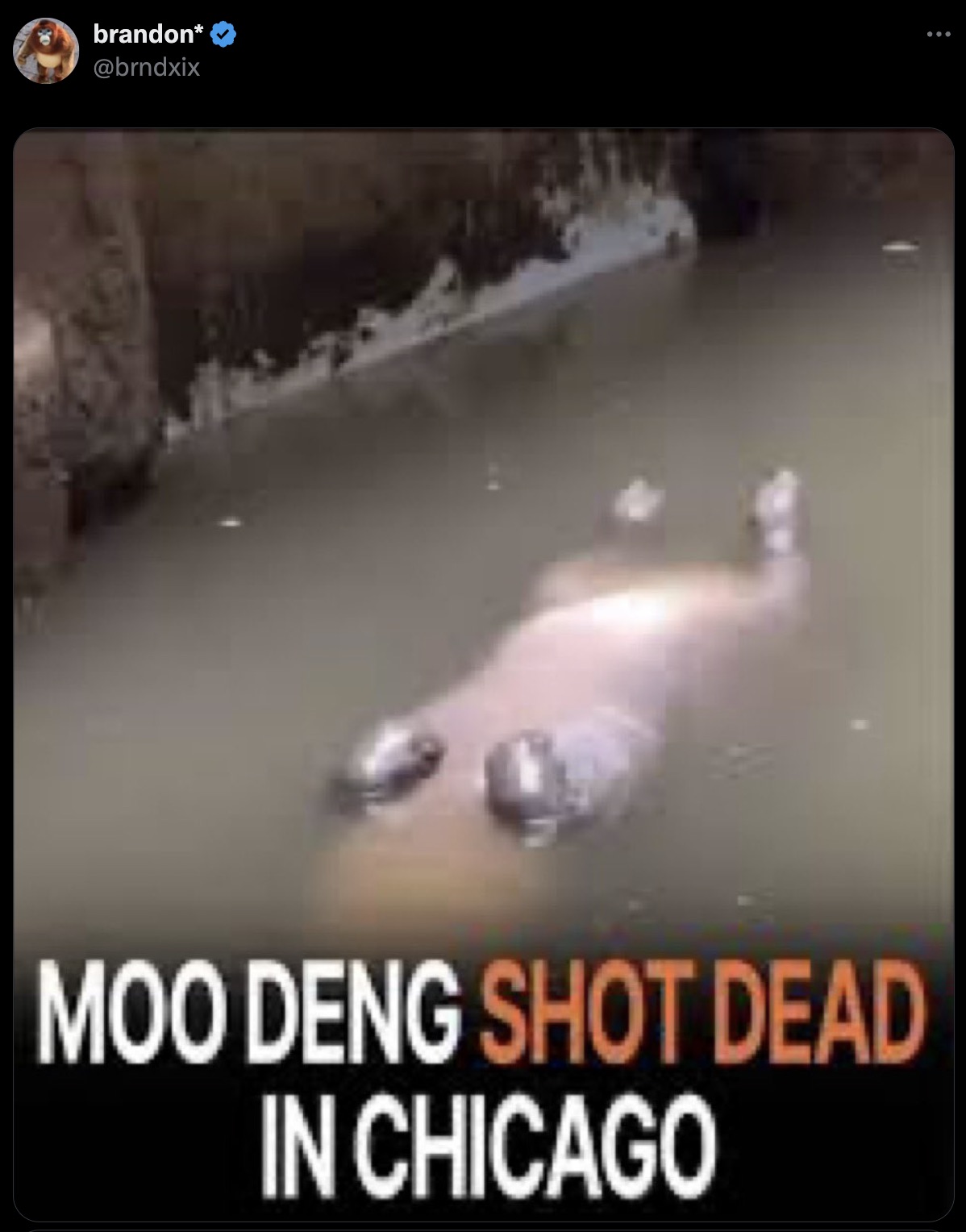 photo caption - brandon Moo Deng Shot Dead In Chicago